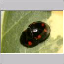 Exochomus quadripustulatus - Vierfleckiger Kugelmarienkaefer 10.jpg